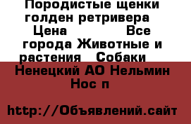 Породистые щенки голден ретривера › Цена ­ 25 000 - Все города Животные и растения » Собаки   . Ненецкий АО,Нельмин Нос п.